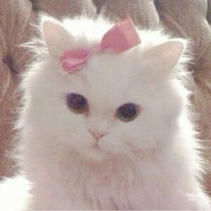 Meet your Posher, Samantha